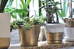 DIY gold dipped potted plants