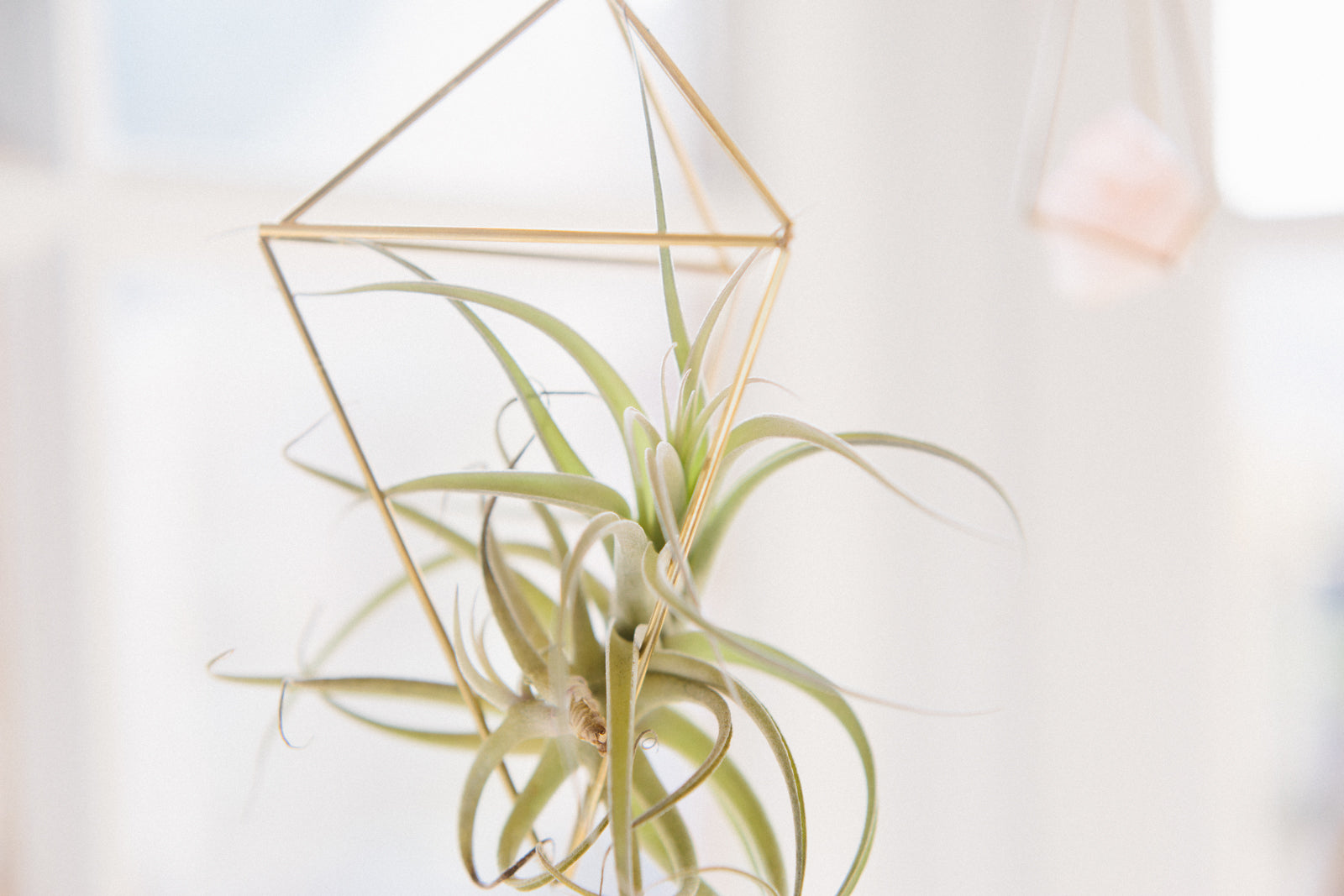 DIY Geometric Air Plant Cages