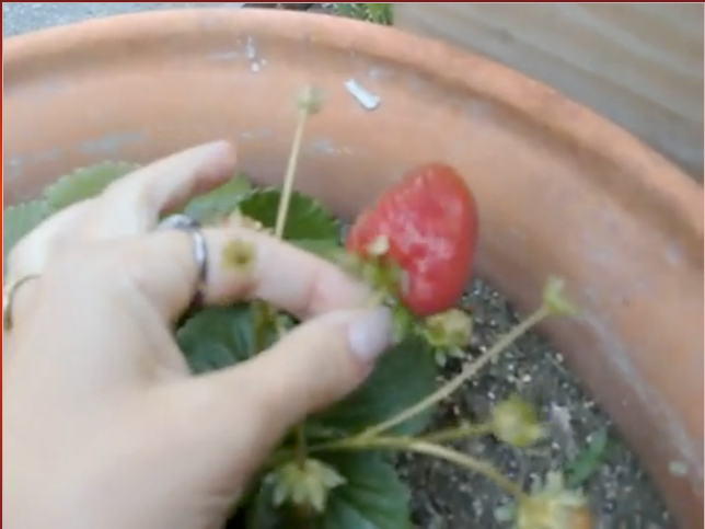 strawberry vlogs forever