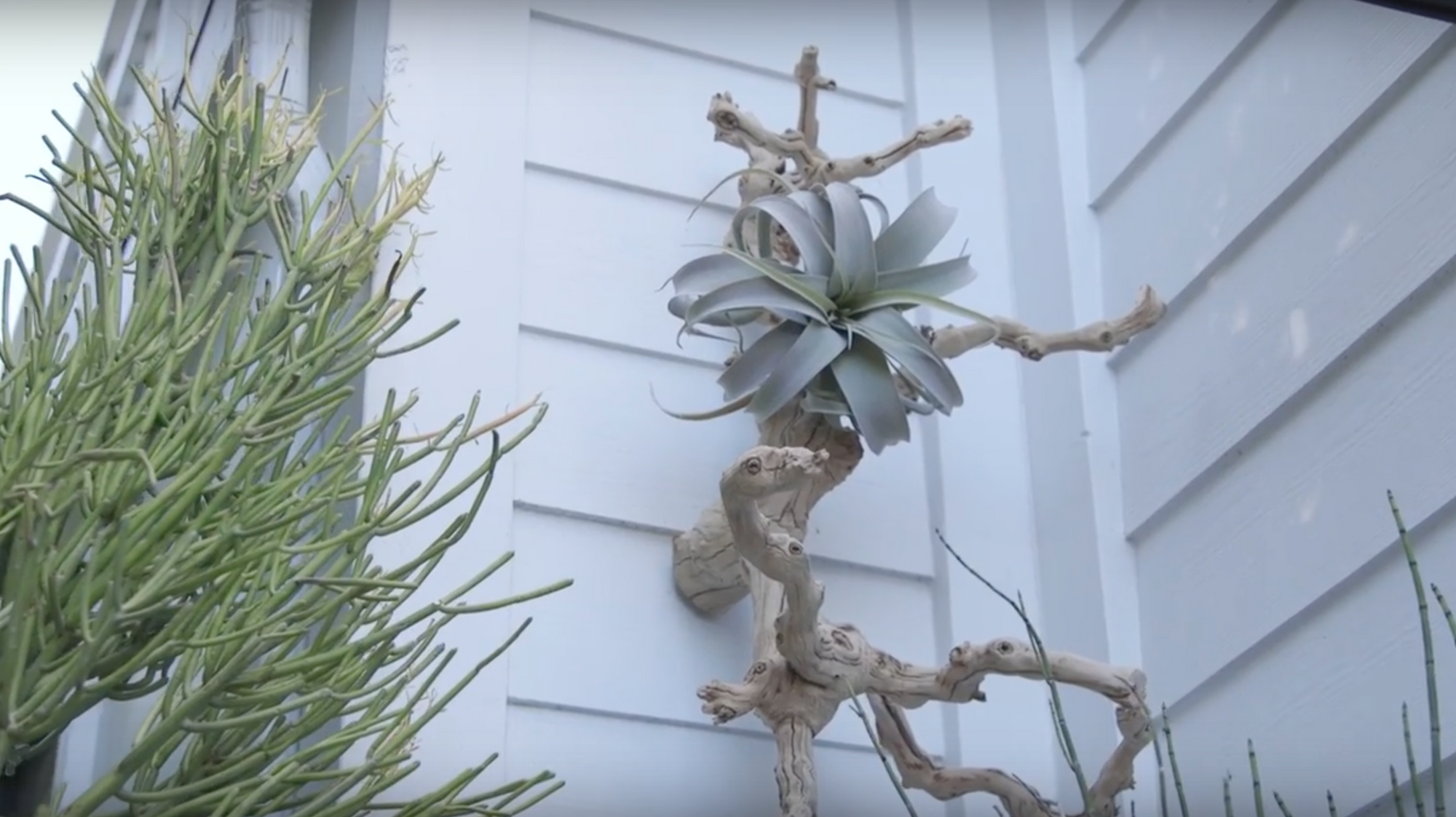 DIY Grapevine and Succulent Decor