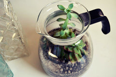 DIY coffee pot succulent terrarium