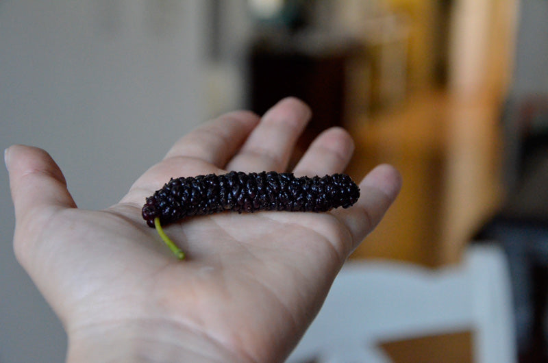 sweet snack: mulberries